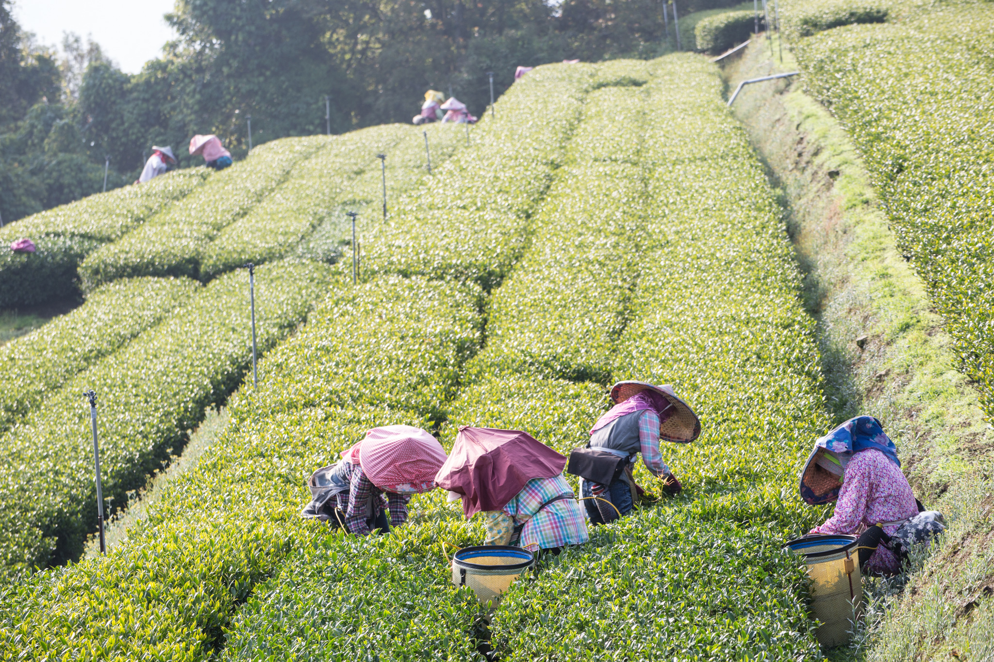 2016_THE JOURNEY OF TEA Tea Trunk