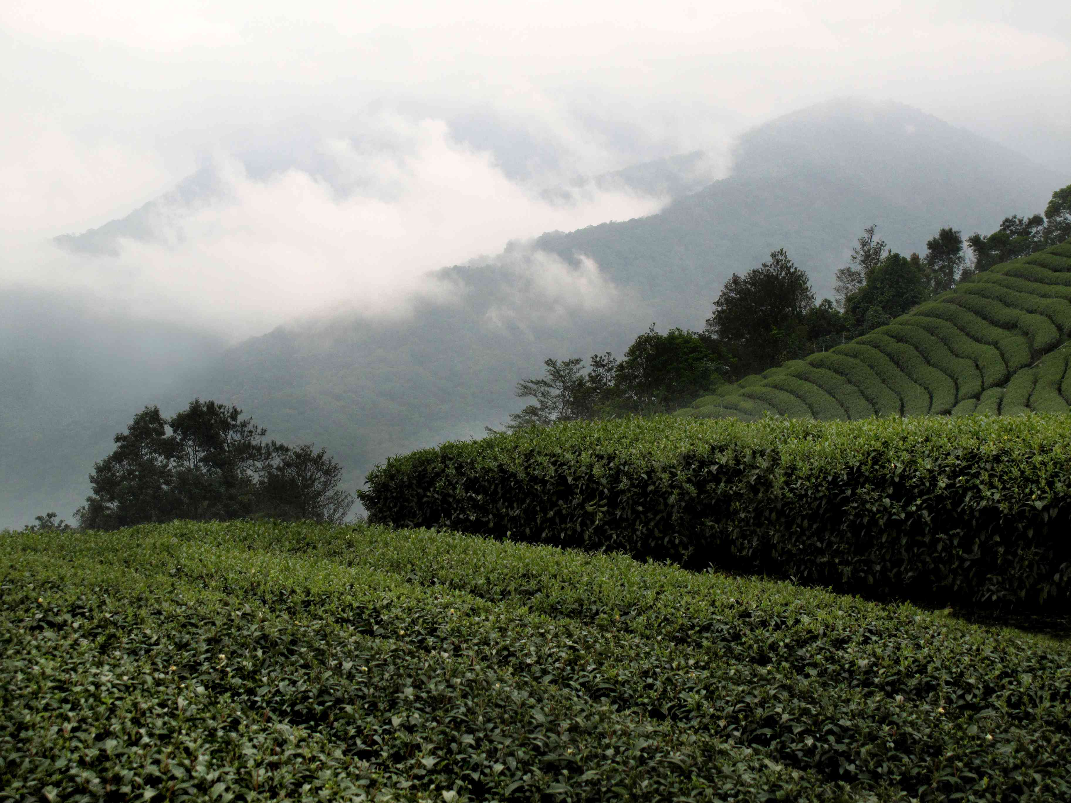 茶的旅程－百年製茶品牌｜遊山茶訪